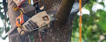 Best Leaf Removal  in Hurley, WI