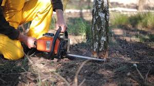 Seasonal Cleanup (Spring/Fall) in Hurley, WI