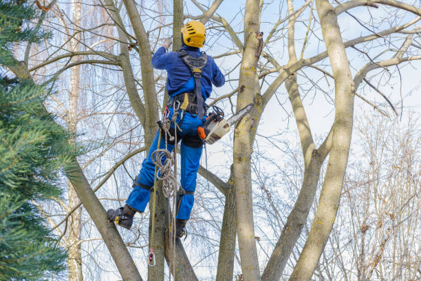 Best Tree and Shrub Care  in Hurley, WI