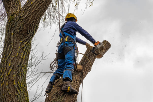 Best Tree Maintenance Programs  in Hurley, WI