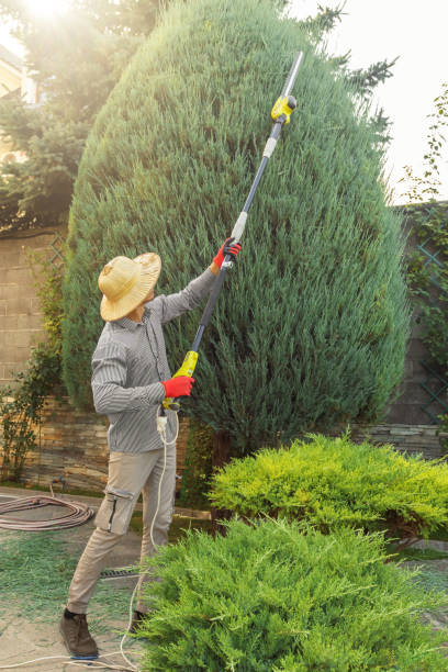 Best Tree Removal  in Hurley, WI