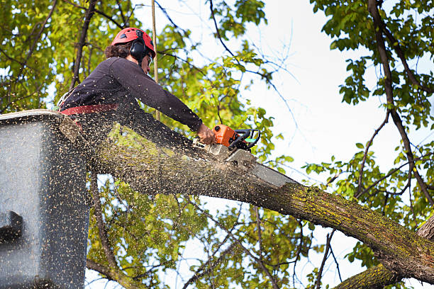 Hurley, WI Tree Services Company