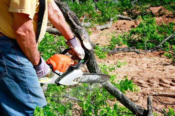 Best Arborist Consultation Services  in Hurley, WI