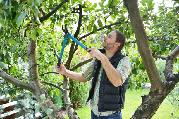 Best Hazardous Tree Removal  in Hurley, WI
